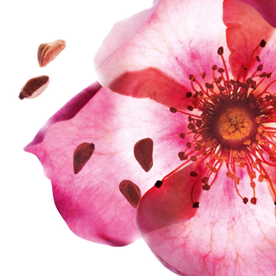 Egelantier&nbsp;-Biologische egelantierolie-Rosa rubiginosa seed oil