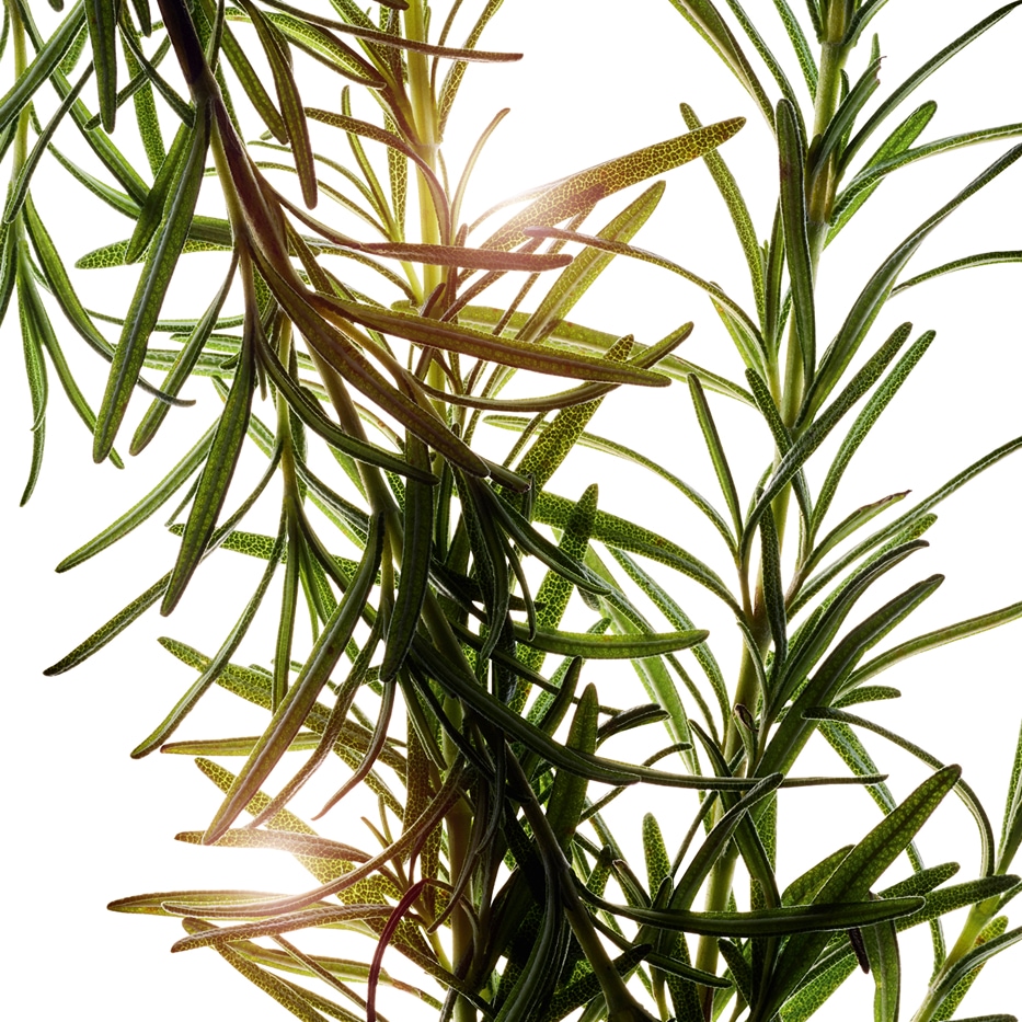 Rozemarijn&nbsp;-Essenti&euml;le rozemarijnolie-Rosmarinus officinalis (rosemary) leaf oil