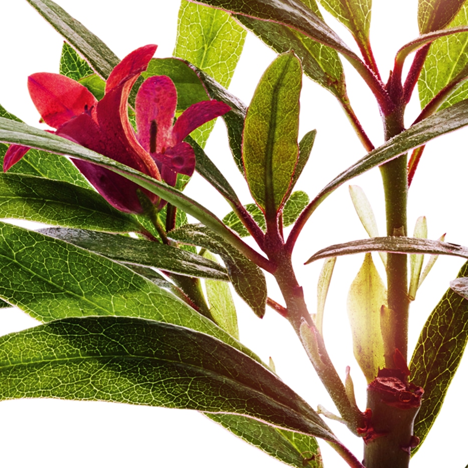 Alpenroos -Alpenroosextract-Rhododendron ferrugineum extract