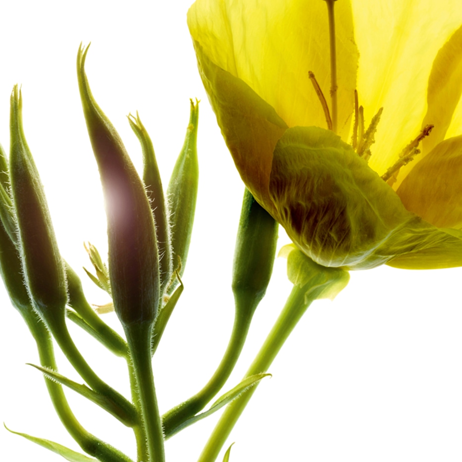 Teunisbloem-Teunisbloemextract (biologische plant)-Oenothera Biennis (Evening Primrose) Flower/Leaf/Stem Extract