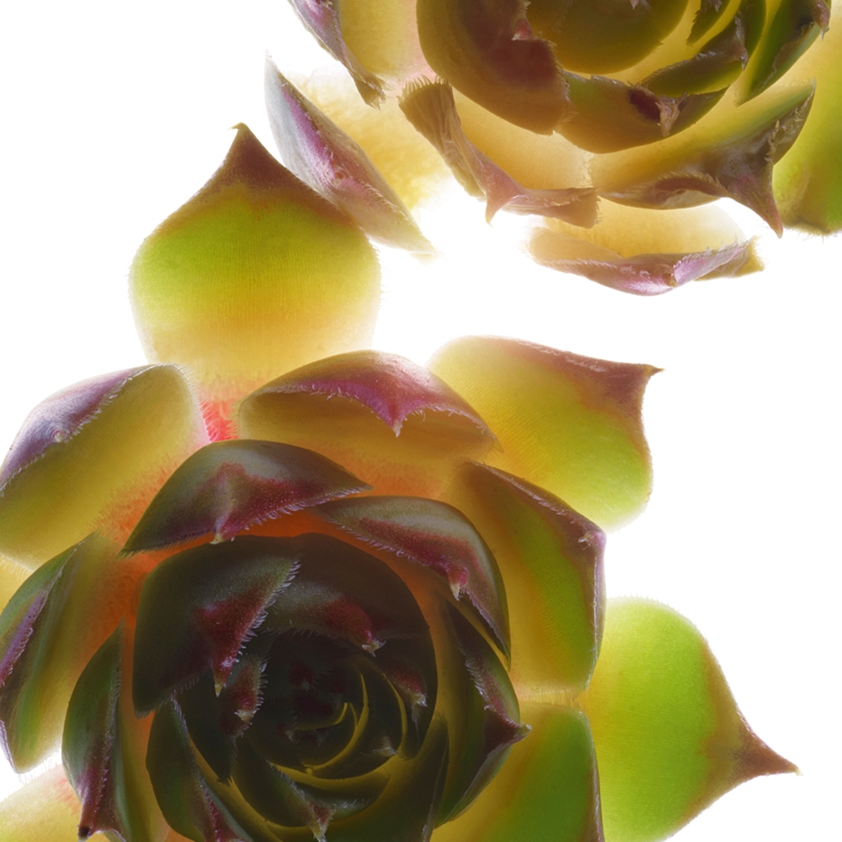 Huislook&nbsp;-Biologisch huislookextract-Sempervivum tectorum extract