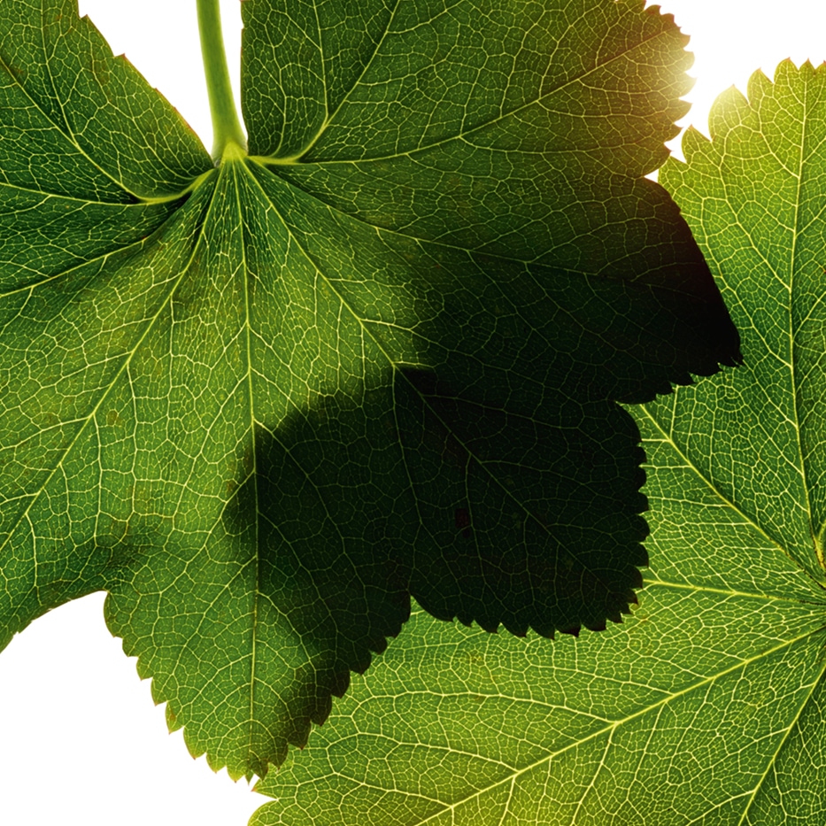 Alchémille -Extrait d'alchémille-Alchemilla vulgaris extract