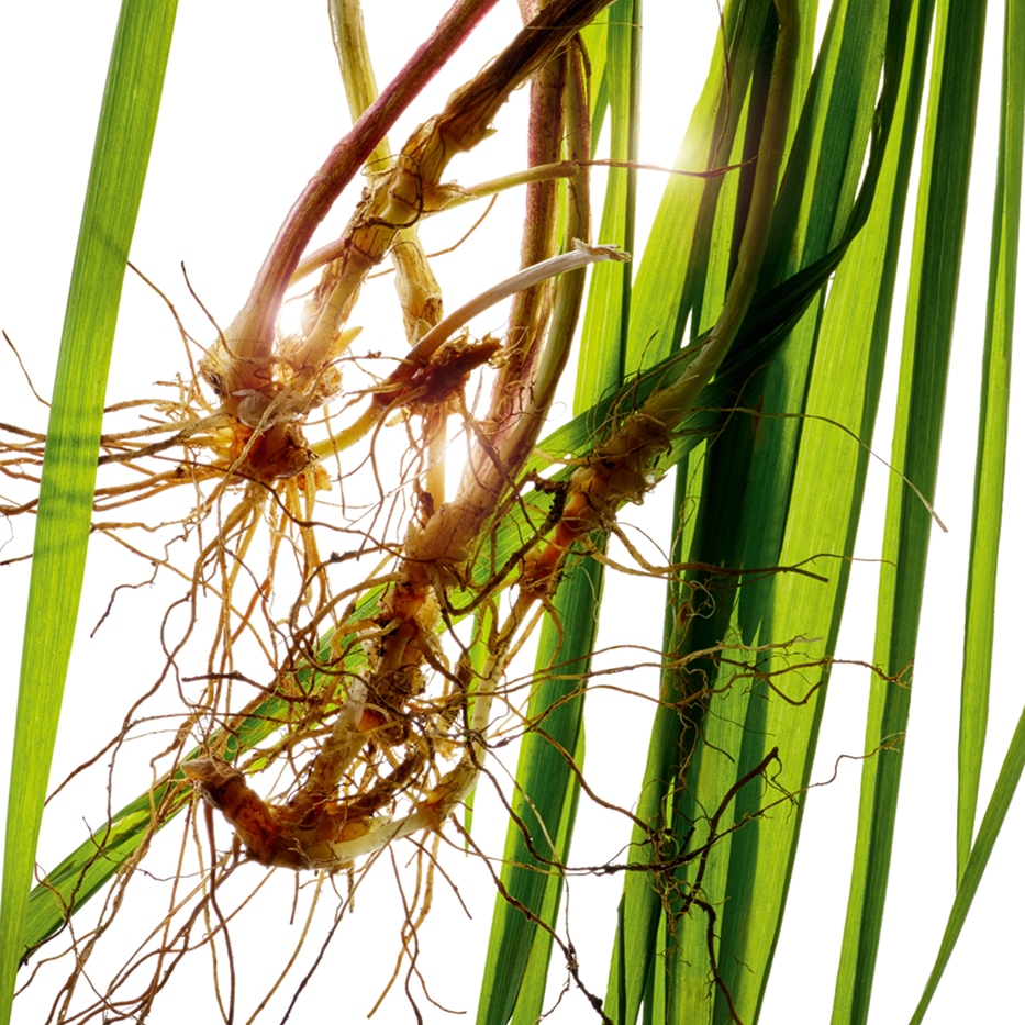 Agropyron-Extrait d'agropyron bio-Agropyron repens root extract