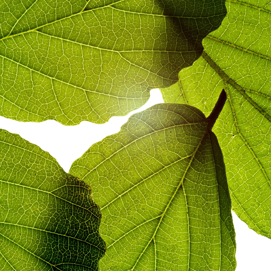 Toverhazelaar&nbsp;-Toverhazelaarextract-Hamamelis virginiana (witch hazel) leaf extract