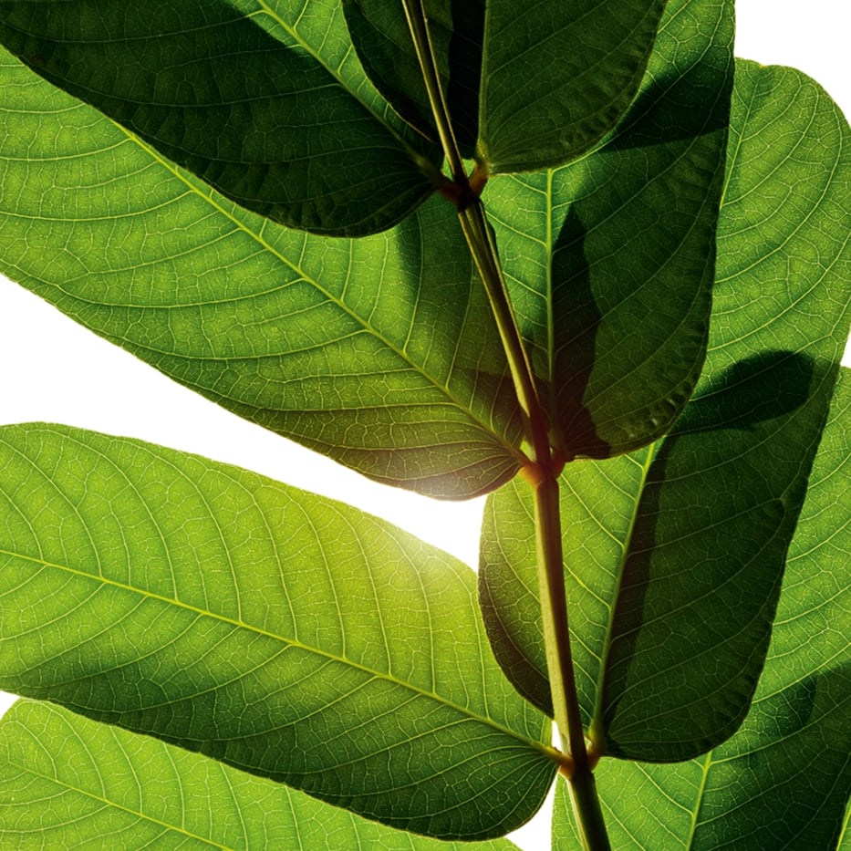 Senna -Senna-extract-Cassia alata leaf extract