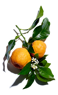 Bittere sinaasappel