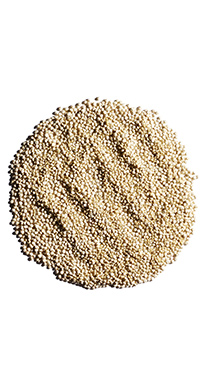 Biologische Quinoa
