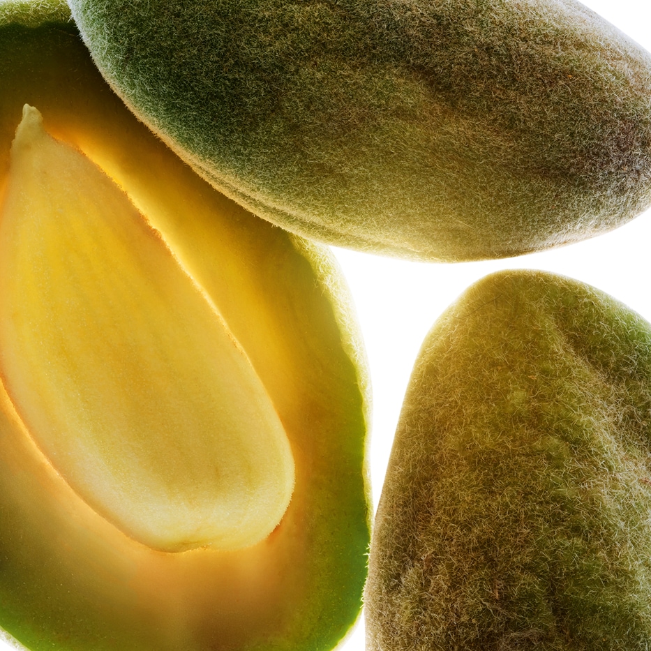 Amandier-huile d'amande douce bio-Prunus amygdalus dulcis (sweet almond) oil