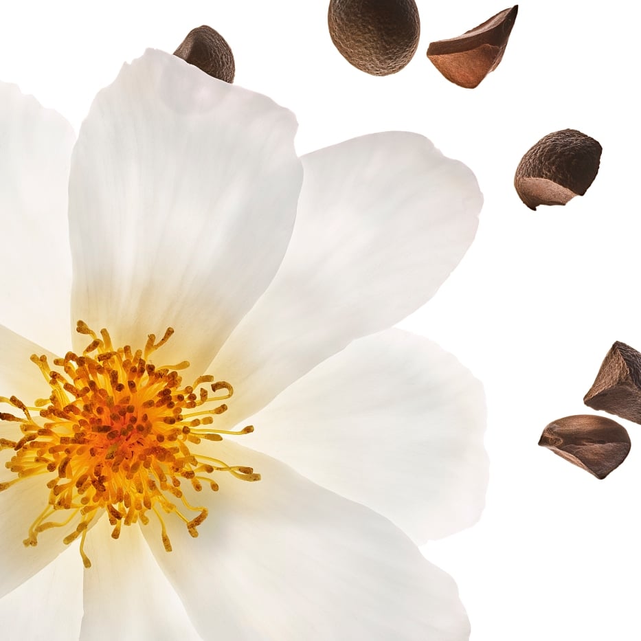 Camelia -Biologische camelia-olie-Camellia oleifera seed oil