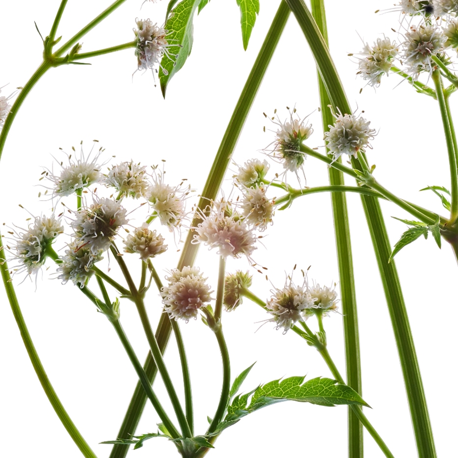 Sanicle -Extrait de sanicle bio-Sanicula europaea extract