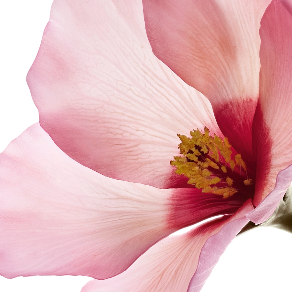 Roselle&nbsp;-Bloemzuren van de hibiscus sabdariffa-Hibiscus sabdariffa flower extract