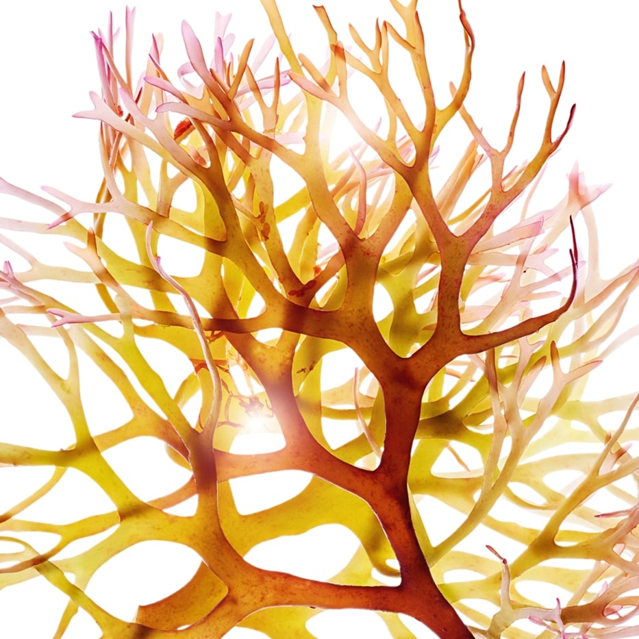 Iers mos -Iers mosextract-Chondrus crispus (carrageenan) extract