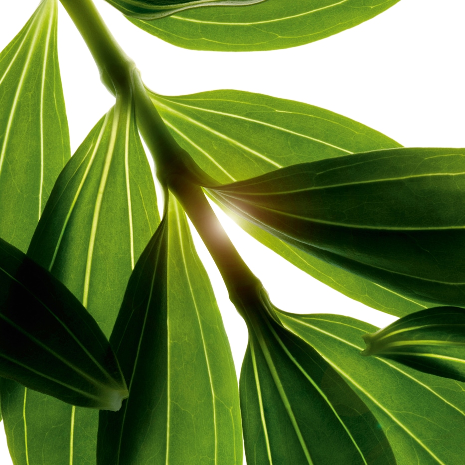 Zeepkruid -Zeepkruidextract-Saponaria officinalis root extract