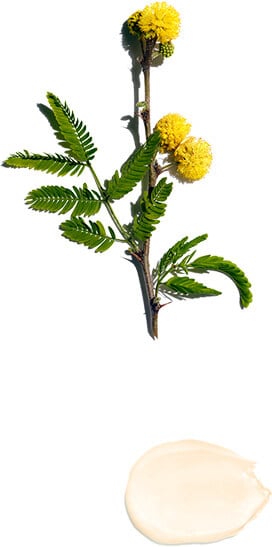 Indische goudenregen (Castia fistula bloem)