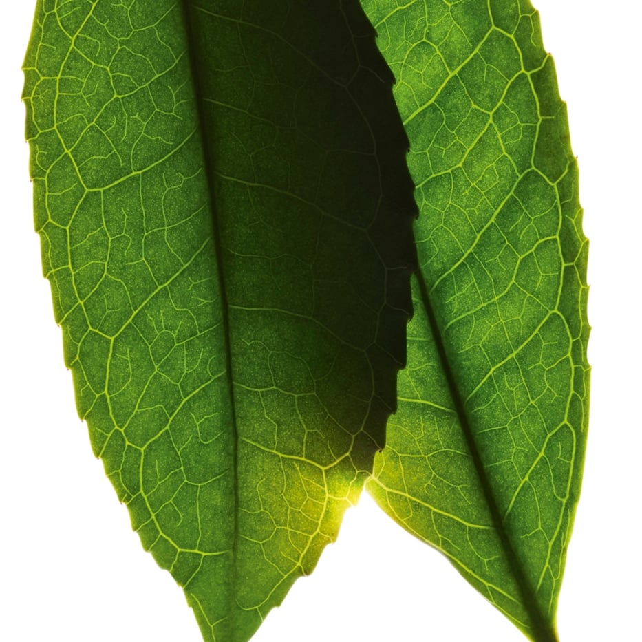 Witte thee-Extract van witte thee-Camellia sinensis leaf extract
