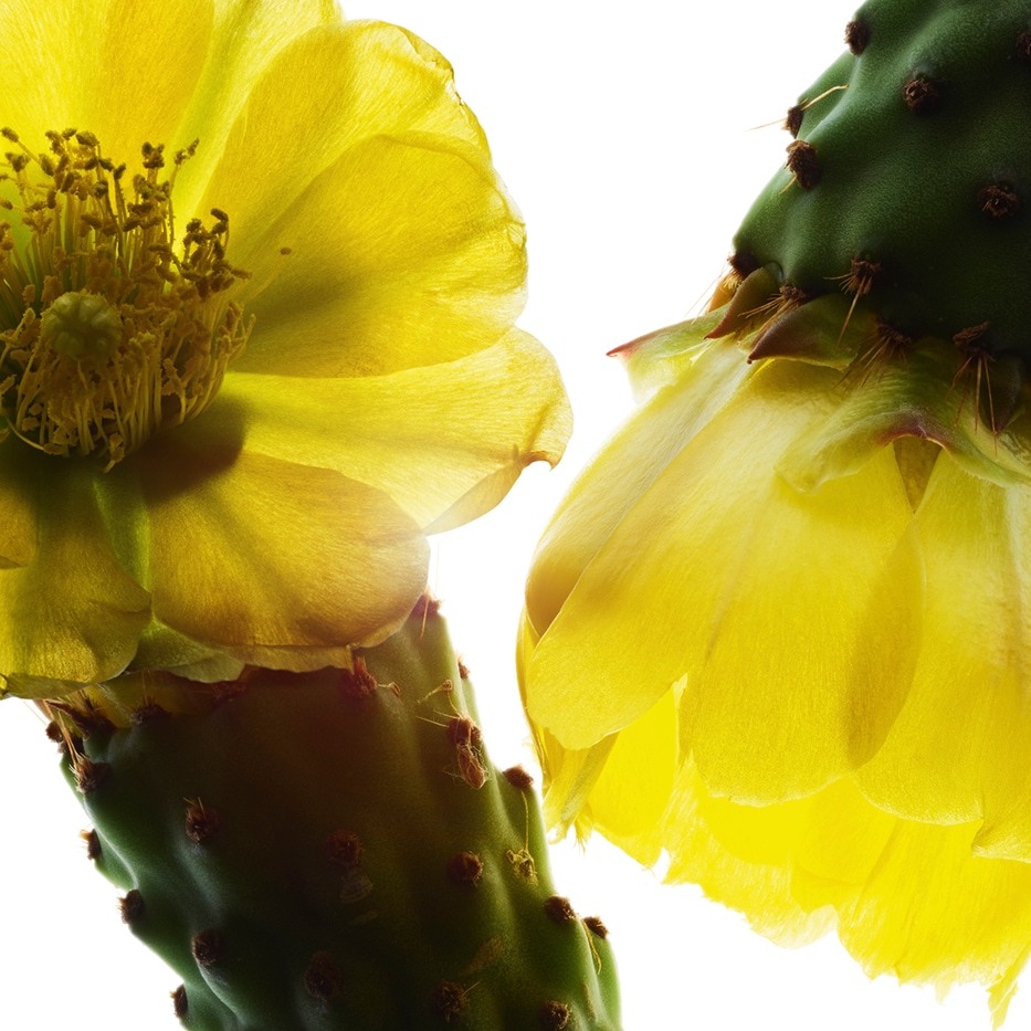 Vijgcactus-Nopalextract-Hydrolyzed opuntia ficus-indica flower extract