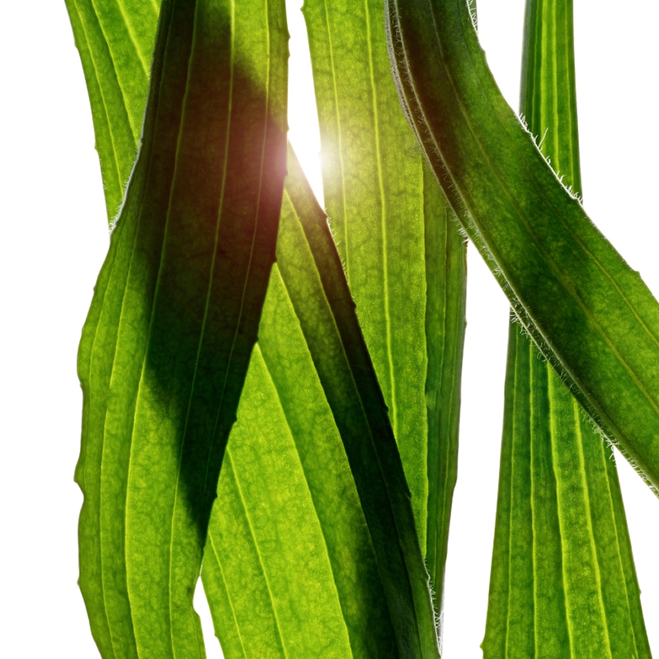 Smalle weegbree -Extract van smalle weegbree-Plantago lanceolata leaf extract