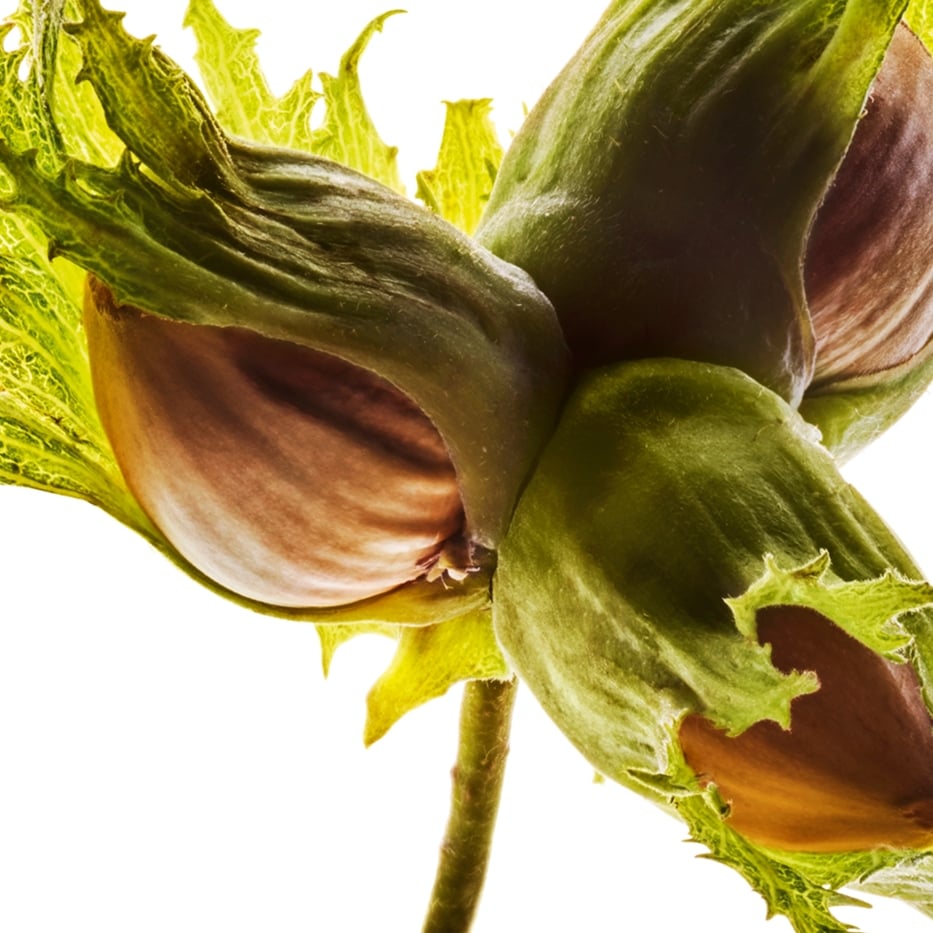 Hazelaar-Biologische hazelnootolie-Corylus avellana (hazel) seed oil