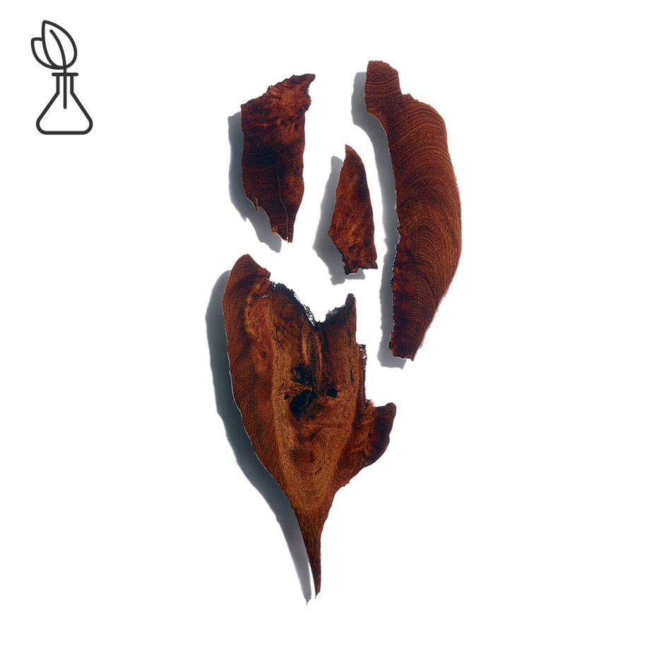 Bocoa -Bocoa-extract-Bocoa prouacensis extract