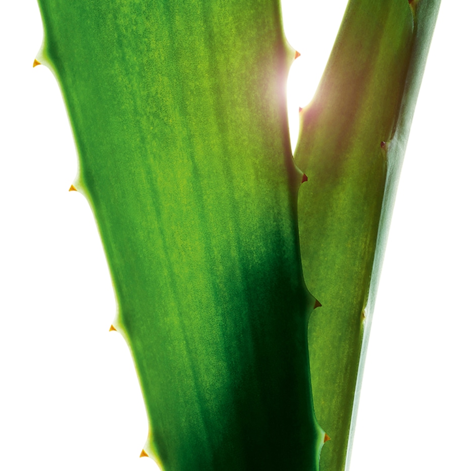 Aloe vera -Extrait d'aloe vera-Aloe barbadensis leaf juice,aloe barbadensis leaf juice powder