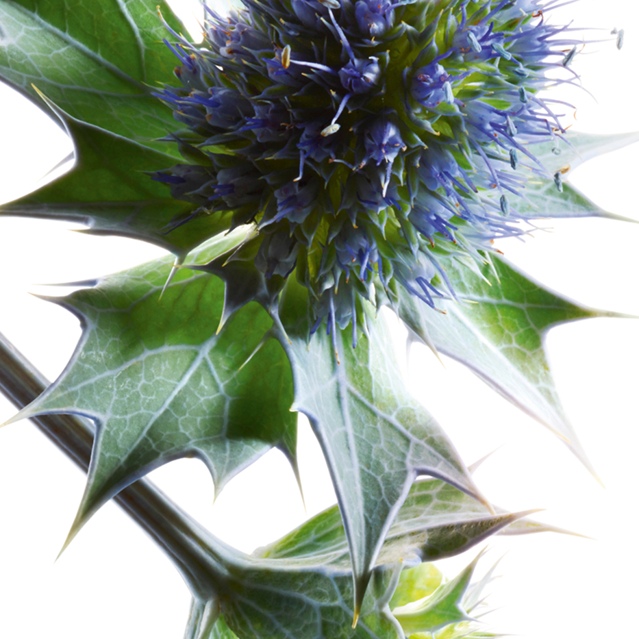 Zeedistel-Biologisch zeedistelextract-Eryngium maritimum extract
