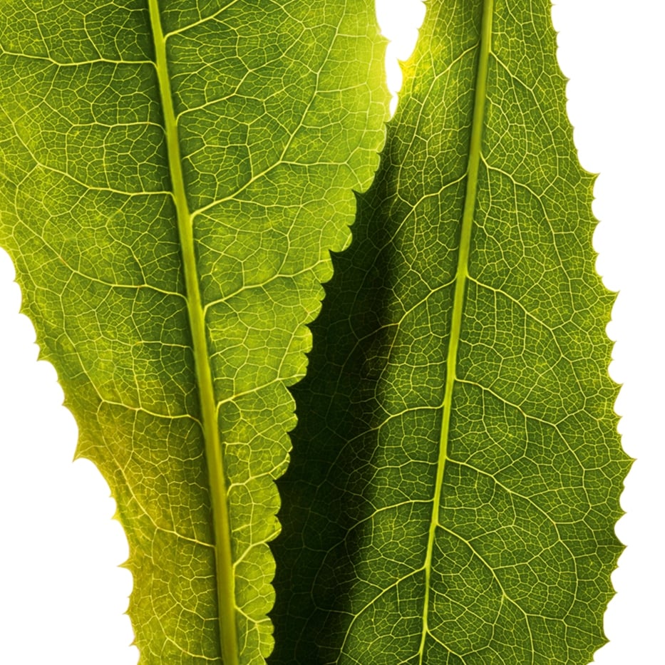 Cichorei -Cichorei-extract-Cichorium intybus (chicory) leaf extract