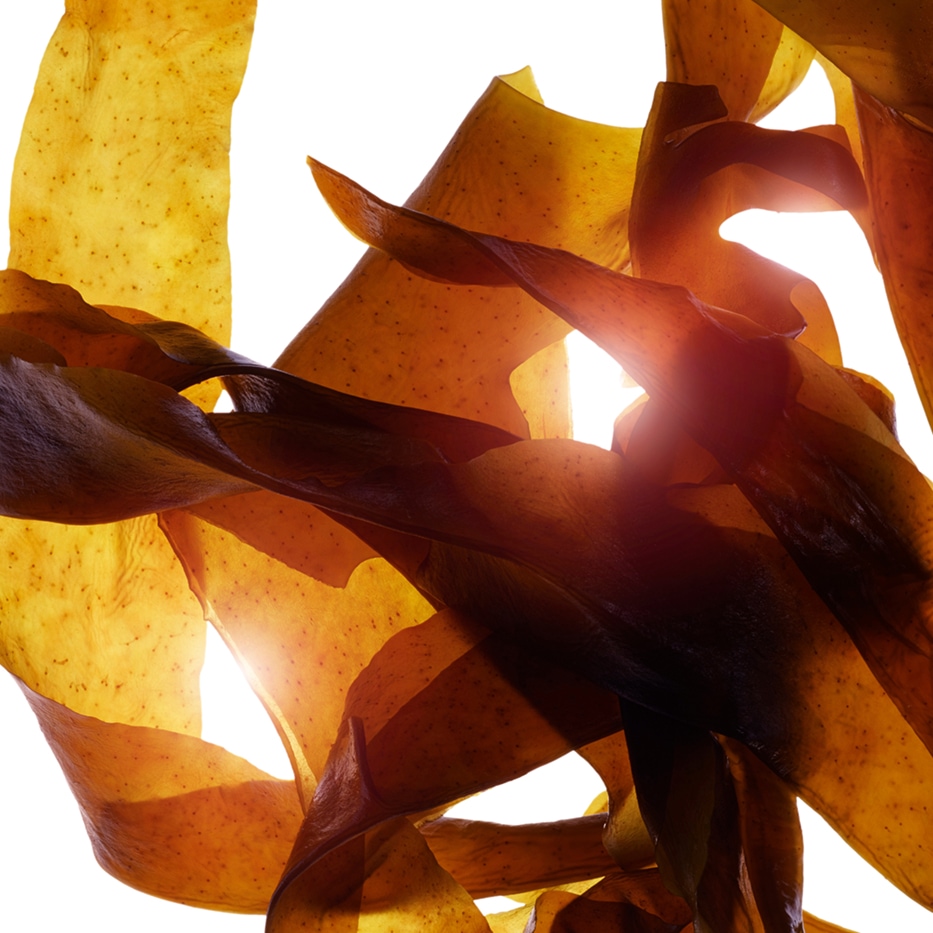 Wakame -Extrait de wakame bio-Undaria pinnatifida extract