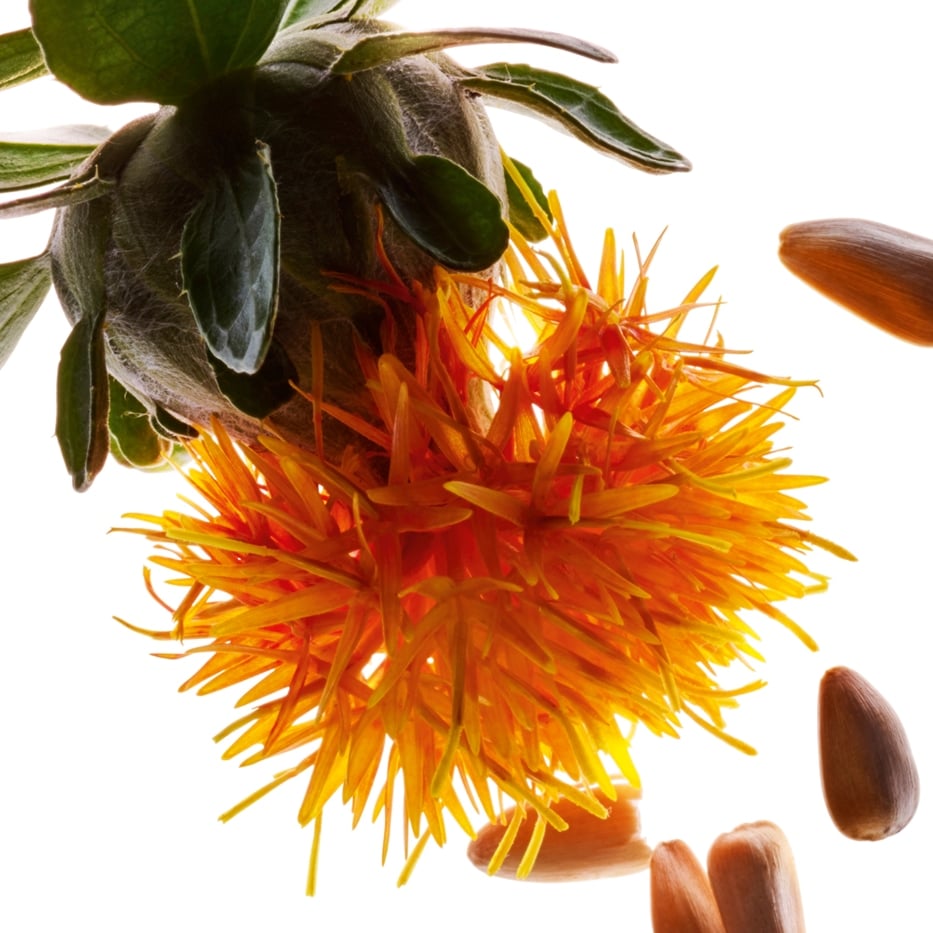 Saffloer -Saffloerextract-Carthamus tinctorius (safflower) seedcake extract