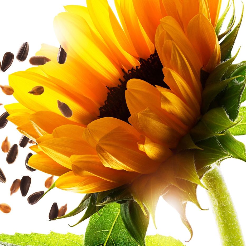 Tournesol -Auxines de tournesol-Helianthus annuus (sunflower) extract