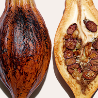 Extract van biologische cacao