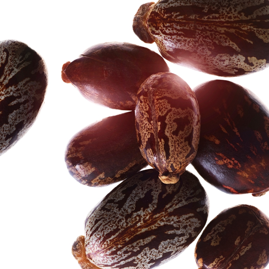 Castorboon&nbsp;-Biologische castorolie-Ricinus communis (castor) seed oil