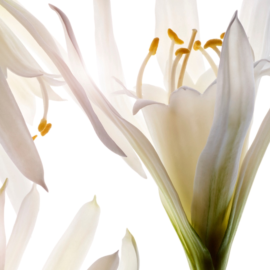 Zeelelie -Biologisch zeelelie-extract-Pancratium maritimum extract