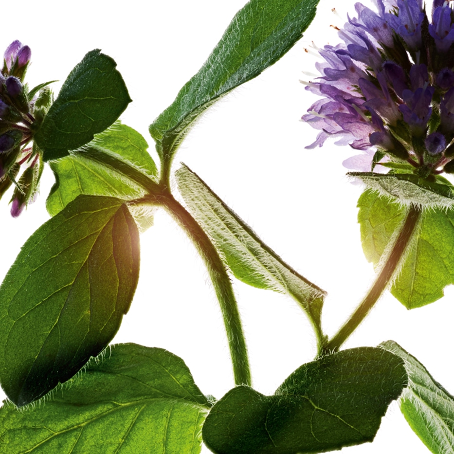 Watermunt -Biologische watermunt-Mentha aquatica leaf extract