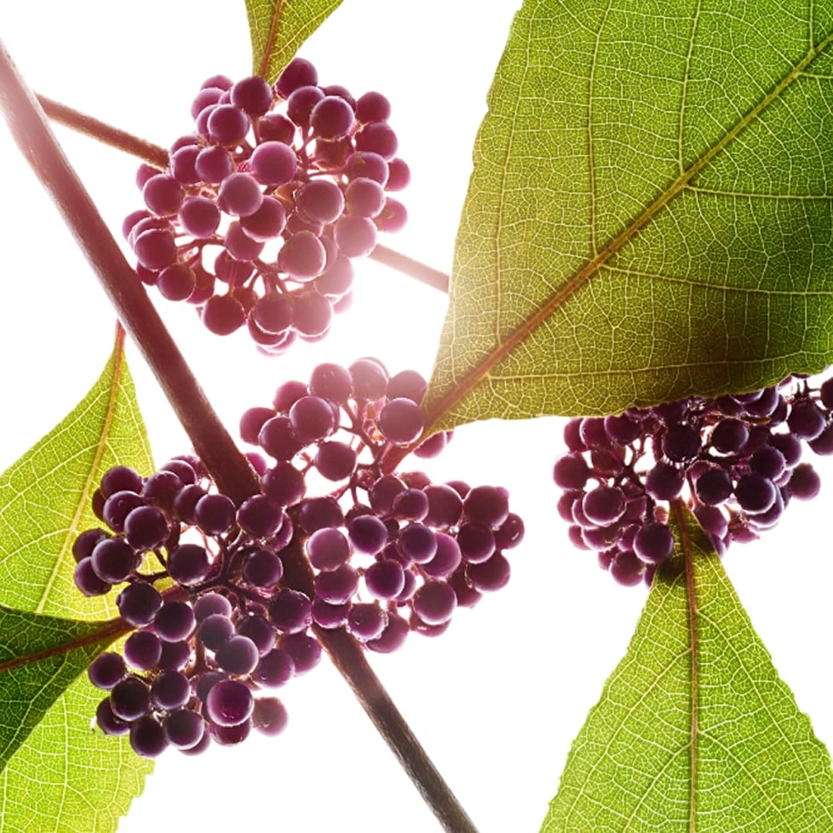 Callicarpa -Extract van callicarpa-Callicarpa japonica fruit extract