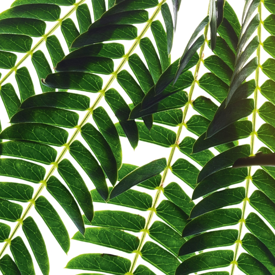 Albizia -Extrait d'albizia-Albizia julibrissin bark extract