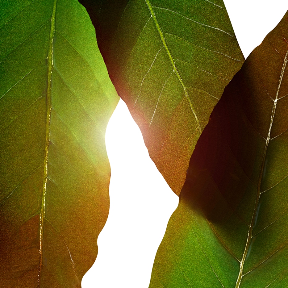 Huang qi&nbsp;-Extract van huang qi-Engelhardtia chrysolepis leaf extract