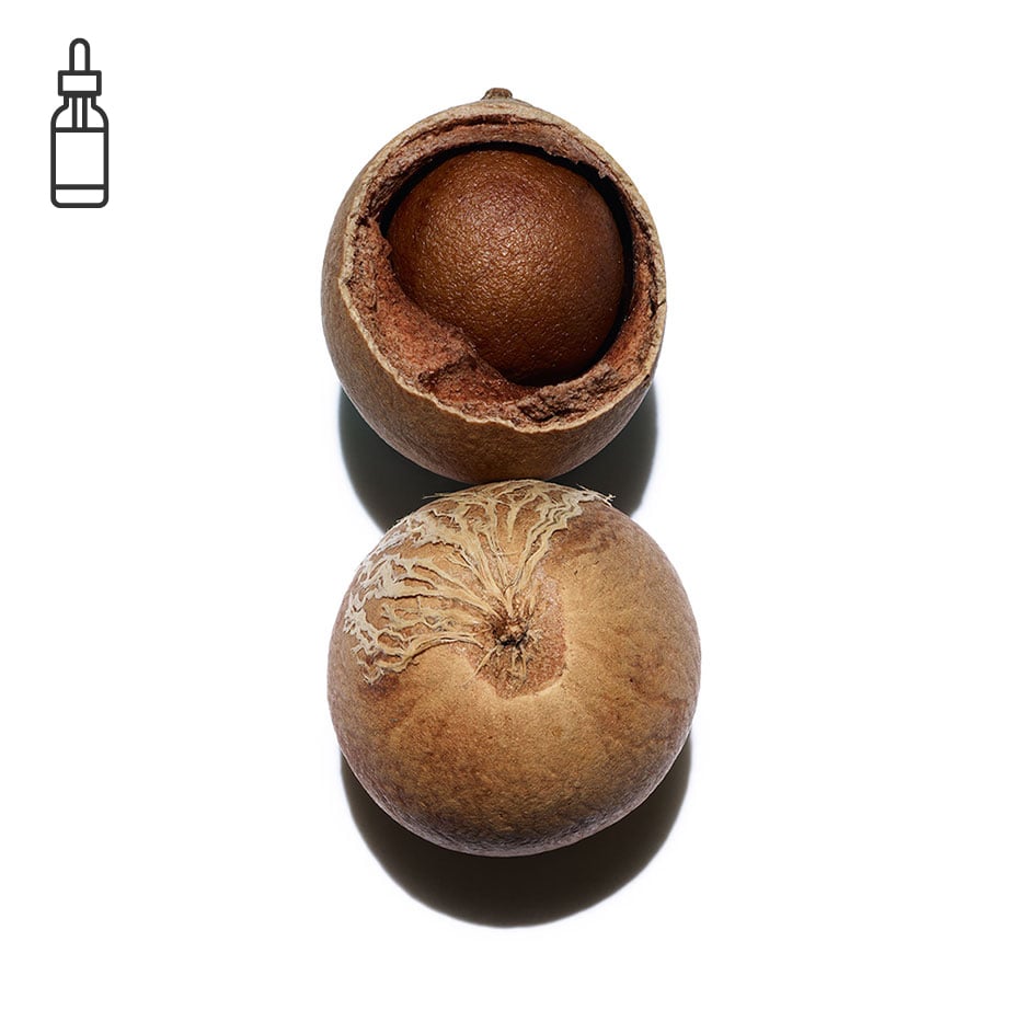 Tamanu -Biologische tamanu-olie-Calophyllum inophyllum seed oil