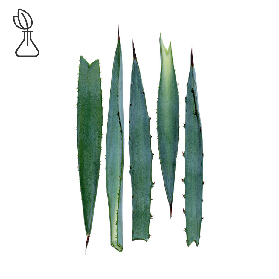 Agave bleue -Extrait d’agave bleue-Agave tequilana leaf extract
