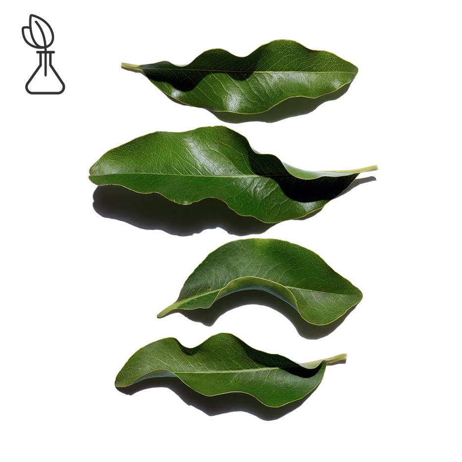 Afrikaanse ebbenboom&nbsp;-Biologisch Afrikaans ebbenhoutextract-Diospyros mespiliformis leaf extract