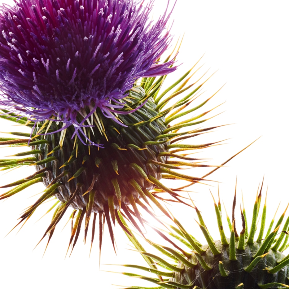 Mariadistel&nbsp;-Biologische mariadistelolie-Silybum marianum seed oil