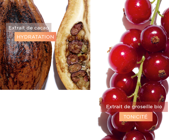 Ingrédient cacao et Extrait de groseille bio