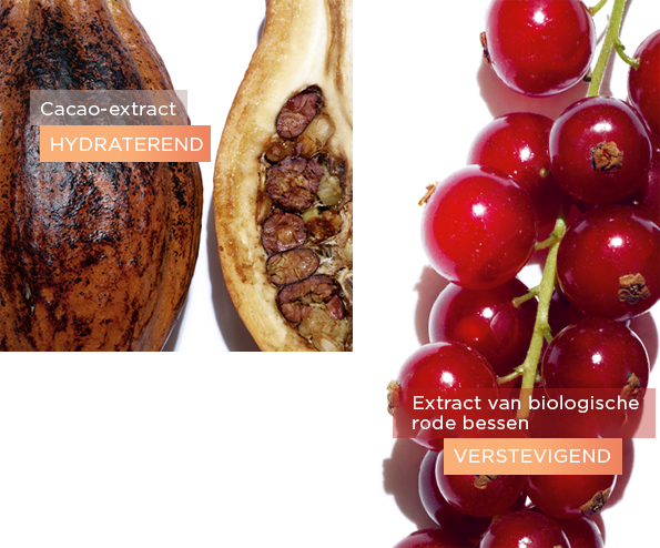 Cacao ingrediënt and Rode bessen ingrediënt