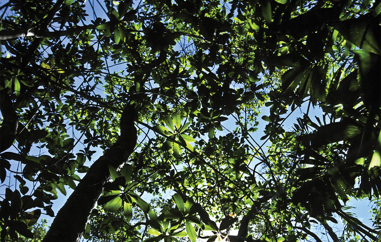 Een bron van voedingsstoffen