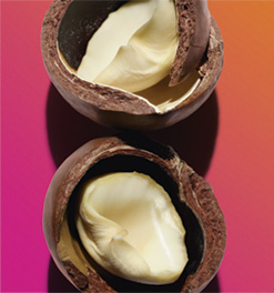 Biologische macadamia