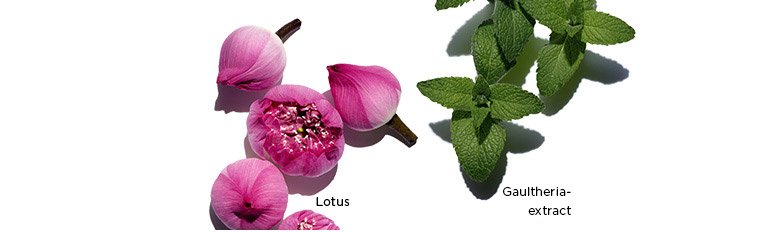Afbeeldingen van de ingrediënten lotus, kamille en akkermunt.